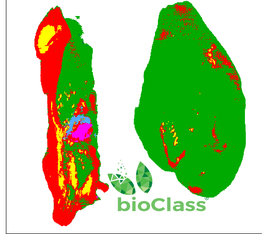 Detection of fat skin bone blood spots in chicken breast