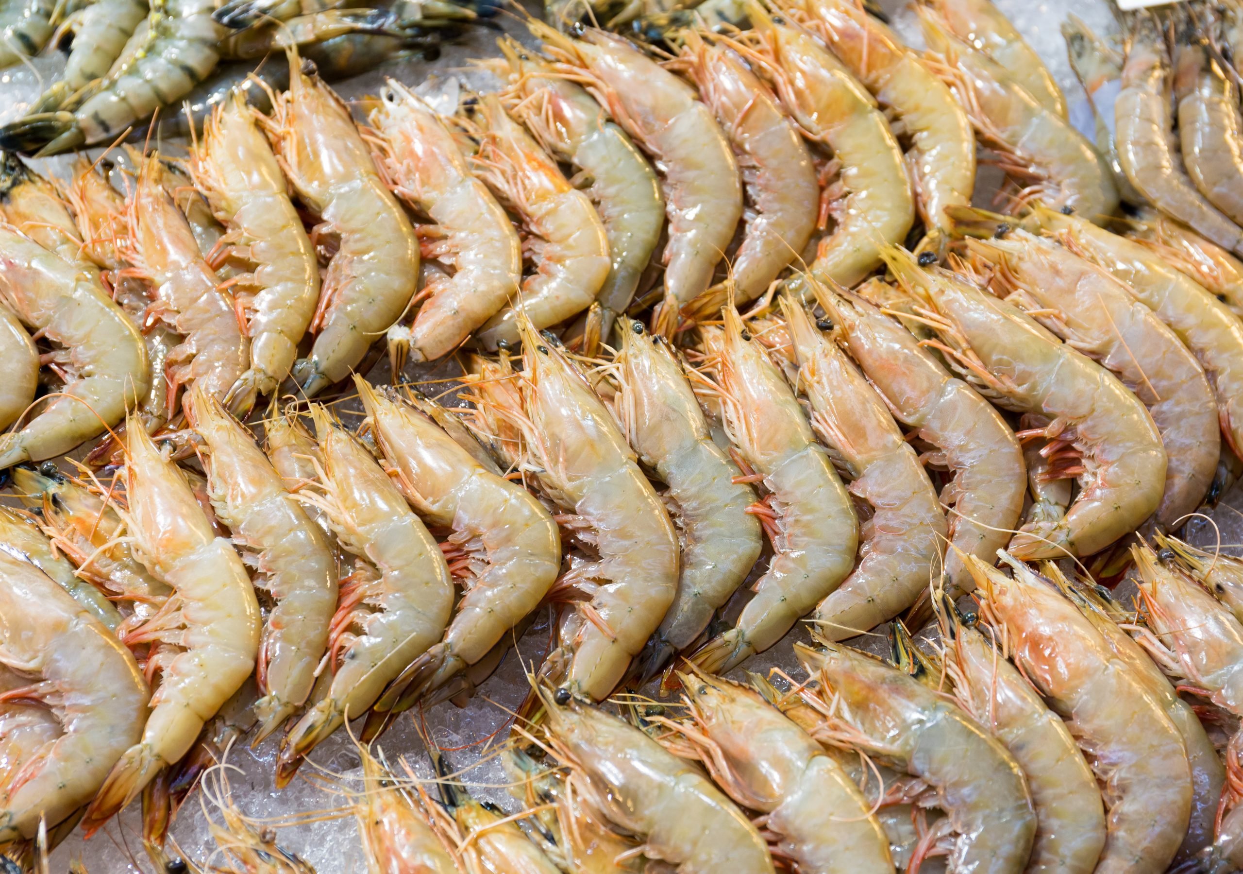 Hyperspectral Inspection of fresh shrimp