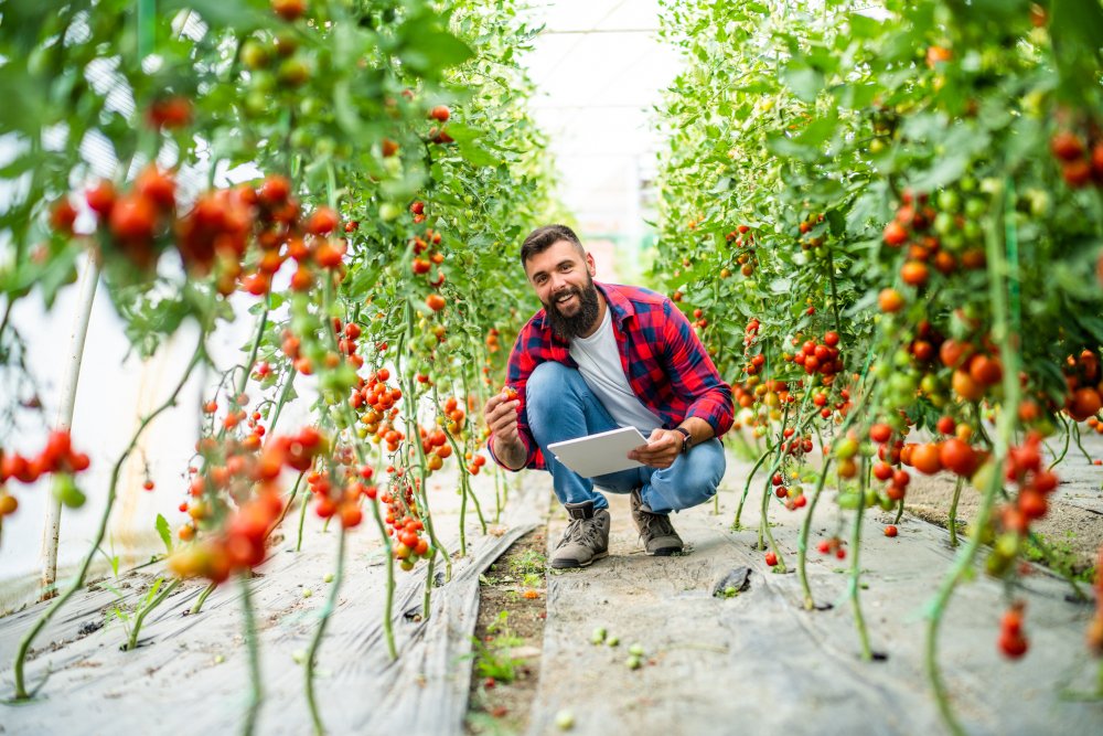 greenhouse-food inspection and grading