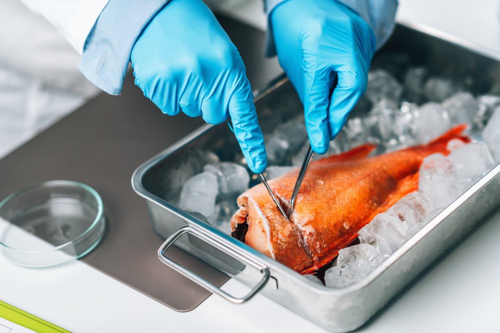 Quality Assessment of Raw Fish. Microbiologist Cutting Sample of Sea Fish in Laboratory